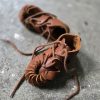 Papoutsi Kids Mocassins <br>Cosy Camel - Afbeelding 20